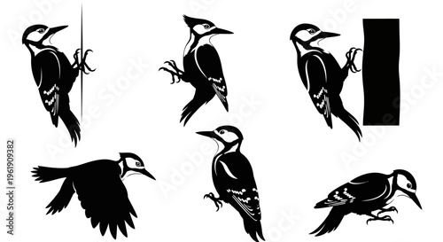 Woodpecker Collection: Silhouettes of Birds in Various Poses on White Background
