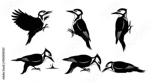 Woodpecker Collection: Diverse Poses of a Bird in Black and White Silhouette
