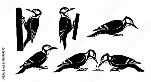 Woodpecker Silhouettes Collection: Climbing, Perching, and Drinking Birds