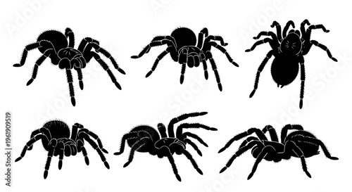 Six Black Silhouette Tarantula Spiders on White Background, Top and Side Views