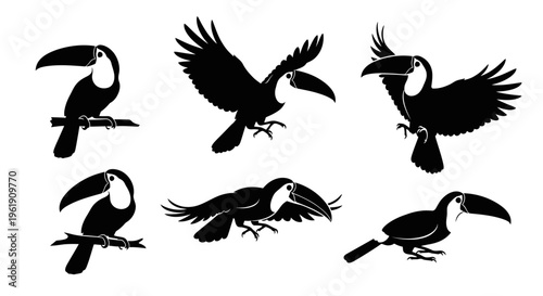 Toucan Silhouette Collection: Diverse Poses of Tropical Birds