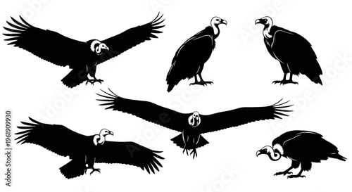 Vulture Silhouette Collection: Flying, Perched, and Standing Bird of Prey Poses