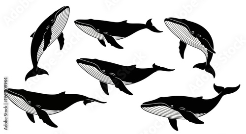 Whale Collection: Diverse Marine Mammals in Dynamic Poses
