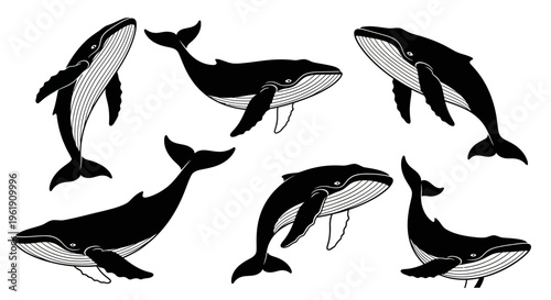 Whale Silhouette Collection: Diverse Poses of Majestic Marine Mammals