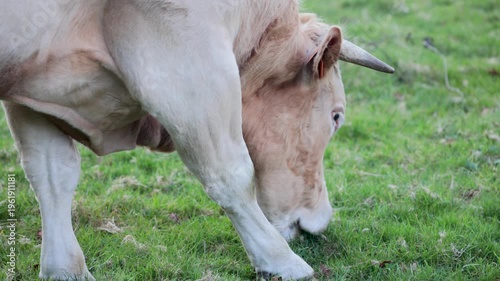 Cow and calf grazing in galicia pasture