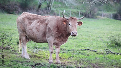 Cow and calf grazing in galicia pasture