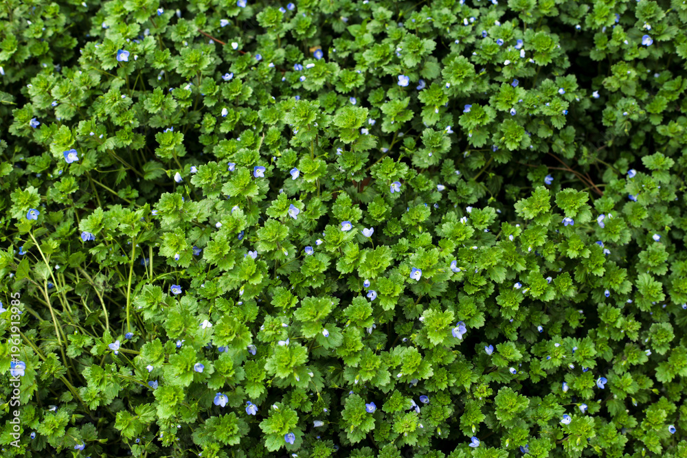 Obraz premium Green ground plants with small blue wild flowers