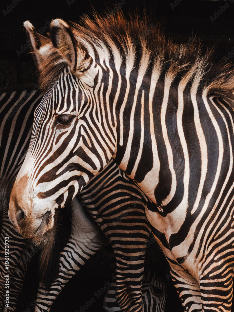 Naklejka premium Zebra stands still in the shade with other zebras in the background