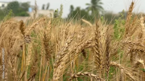 wheat field in the wind