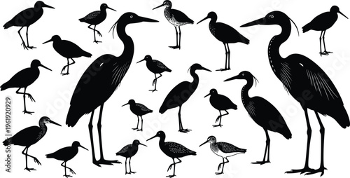 Wading bird silhouettes collection with herons, egrets, sandpipers, shorebird diversity design, wildlife nature artwork, water bird symbol, flat vector illustration