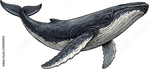 realistic humpback whale illustration isolated on transparent background