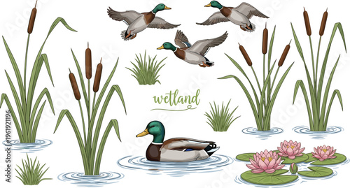 Wetland ecosystem illustration, mallard ducks, cattail plants, water lilies, aquatic habitat, nature conservation, biodiversity scene, environmental design, flat vector illustration