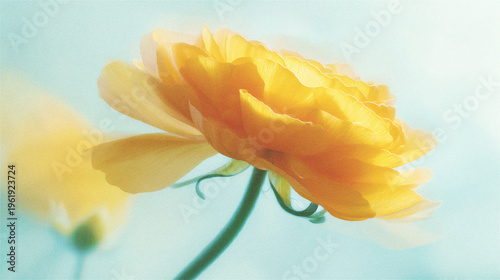 Obraz na plátně Soft blurred Y2K peach ranunculus petal vintage background