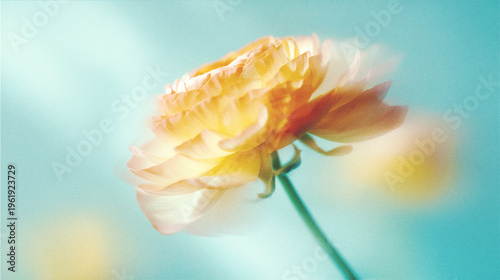 Photos Soft blurred Y2K peach ranunculus petal vintage background