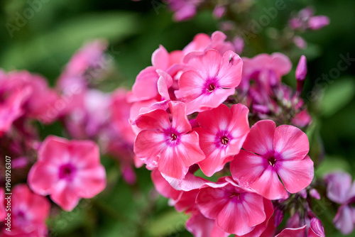 Close-up of vibrant pink phlox paniculata flowers in natural garden setting