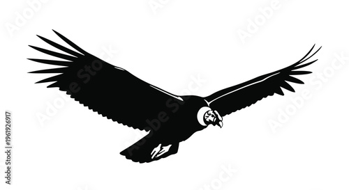 Majestic condor soaring with wings spread wide against a white background