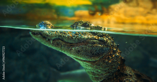 Tableau sur toile Chinese Alligator Slow motion Swimming In Ocean Aquarium