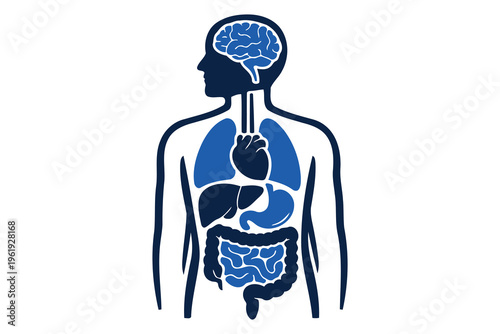 A simplified anatomical illustration showing the primary human organs within the body silhouette Vector