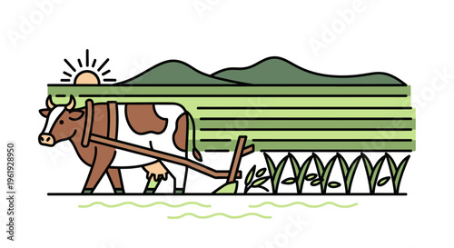 Brown and white cow pulling plow.