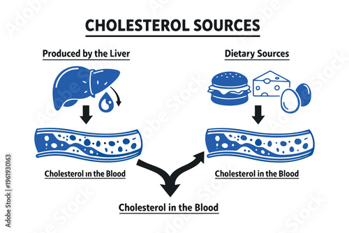 An educational infographic illustrating the two primary sources of cholesterol in human blood Vector