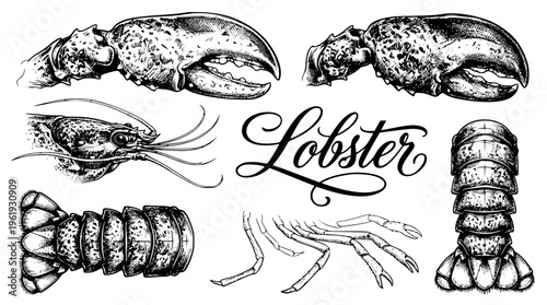 Detailed vector illustration of lobster body parts and claws