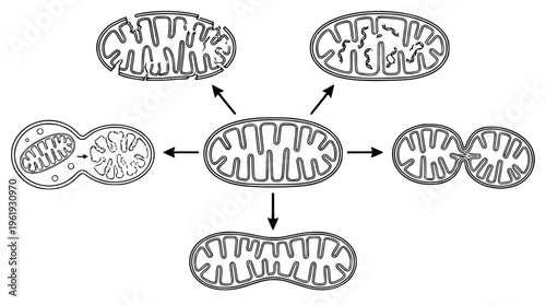 Vector illustration of mitochondria structure and division process steps