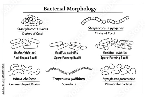 Educational diagram illustrating various bacterial morphologies and their specific cell structures Vector