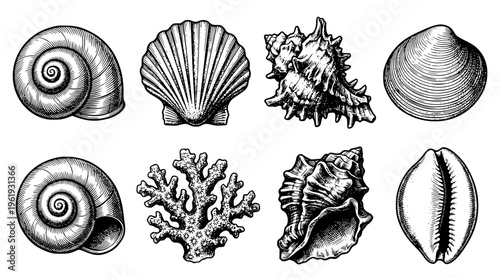 Detailed vector illustration of various ocean shell designs