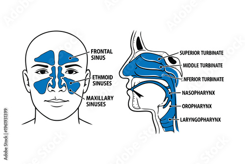 Anatomical illustration showing the human nasal passages and paranasal sinuses for medical study Vector