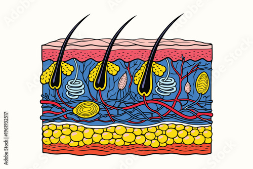 A detailed medical illustration showing the cross section anatomy of human skin and hair follicles Vector