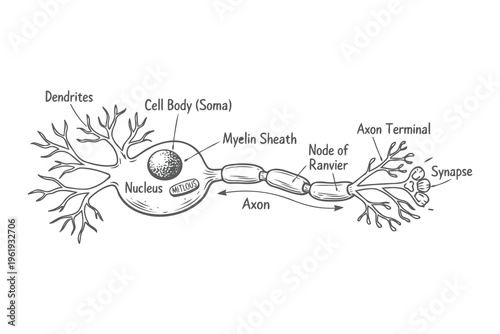 A detailed educational diagram illustrating the anatomy and structural components of a human neuron Vector