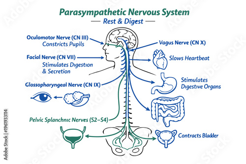 An educational diagram illustrating the anatomy and functions of the parasympathetic nervous system Vector