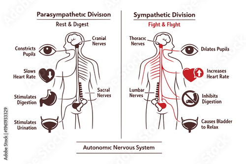 Educational diagram comparing the autonomic nervous system parasympathetic and sympathetic divisions Vector
