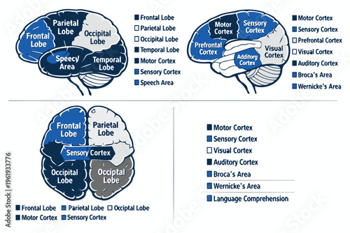 Educational diagram illustrating the various anatomical lobes and functional areas of the human brain Vector