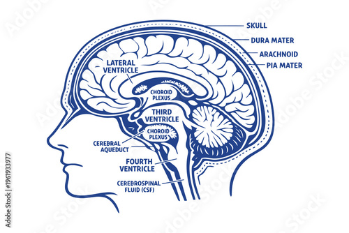 A detailed medical diagram showing the human brain ventricles and the protective meninges layers Vector