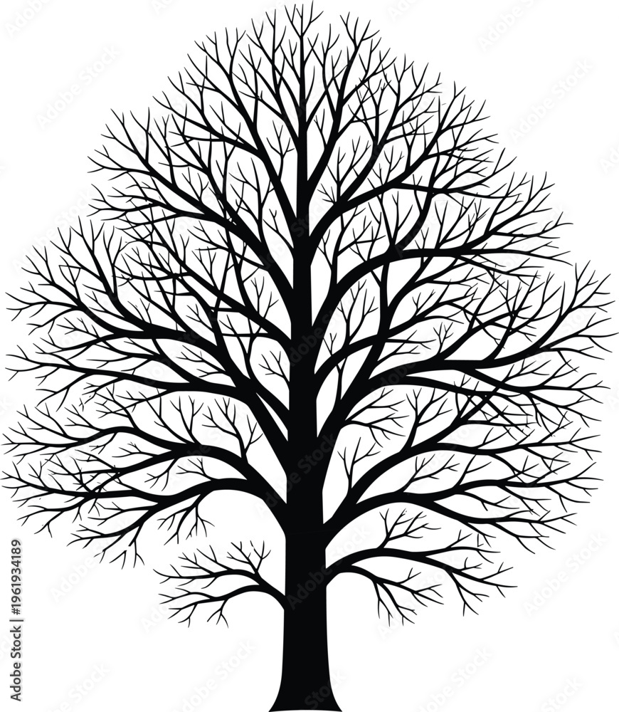 Obraz premium Silhouette of deciduous tree without leaves, vector illustration of nature and branching structure, flat vector illustration