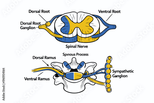 Anatomical illustration showing the cross section of a human spinal cord and spinal nerve roots Vector