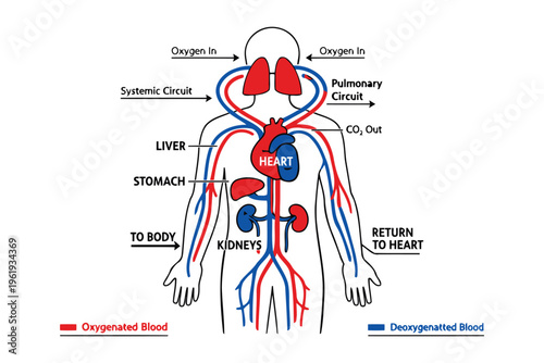 Educational diagram showing the human circulatory system with pulmonary and systemic circuits Vector