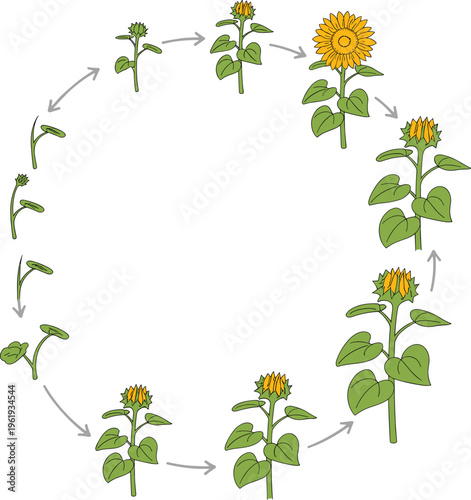 Sunflower life cycle illustration, plant growth stages diagram, seed germination to blooming flower process, botanical education infographic isolated on white background