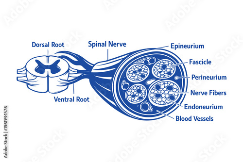 Anatomical diagram illustrating the structure of a spinal nerve and its connection to the spine Vector