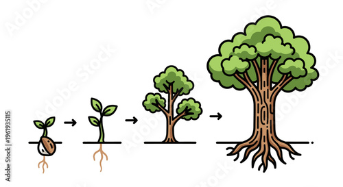 Tree growth stages from seedling to maturity.