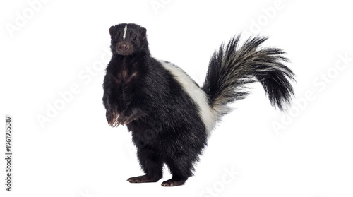 Fotografía Dynamic photograph of a striped skunk standing on its hind legs in side profile, isolated on a transparent background