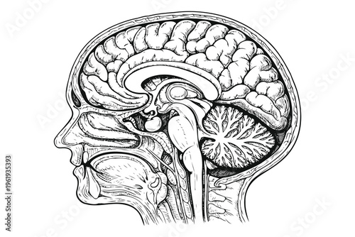 A detailed medical illustration of the human brain anatomy shown in a side profile cross section Vector