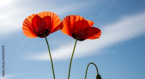 Two vibrant red poppy flowers against a serene blue sky with wispy clouds
