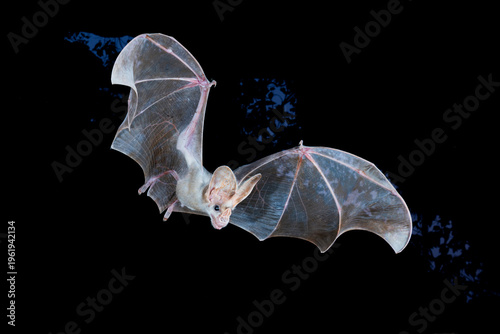 Ghost bat (Macroderma gigas) male in flight at night, Adelaide River Hills, Northern Territory, Australia. 