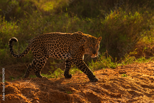 African leopard (Panthera pardus) walking at sunrise, Laikipia, Kenya. 