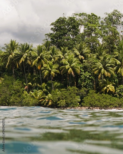 A serene view of a tropical paradise, featuring dense palm trees beside calm, clear waters, reflecting the natural beauty of an untouched ecosystem in the tropics.