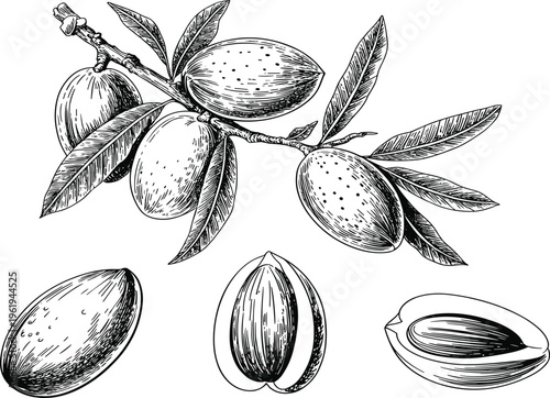 Bild auf Leinwand Almond branch vector sketch with nuts and leaves isolated on white for botanical
