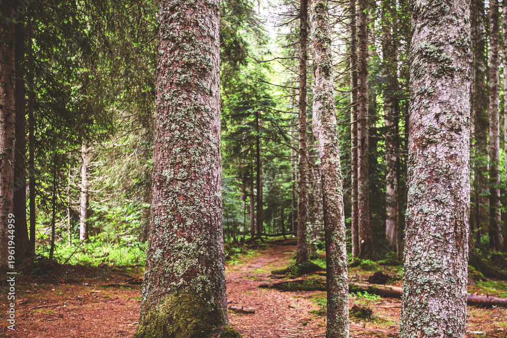 Obraz premium Beautiful coniferous forest landscape with tall straight pine tree trunks, lush green undergrowth and forest floor