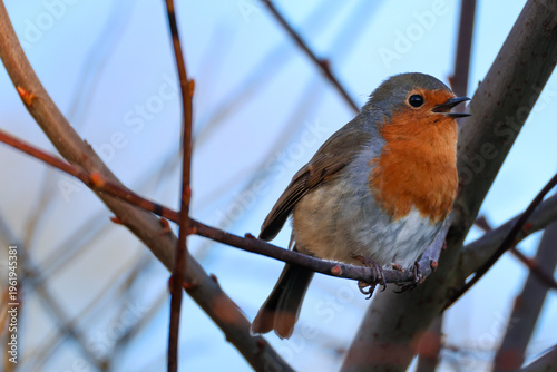 European Robin Singing on Branch – Close-Up Wildlife Portrait